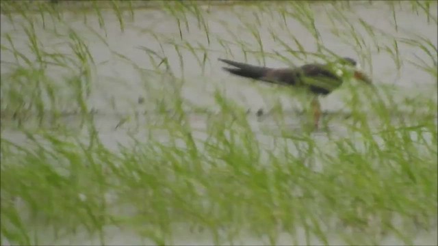 Indian Skimmer - ML472474801