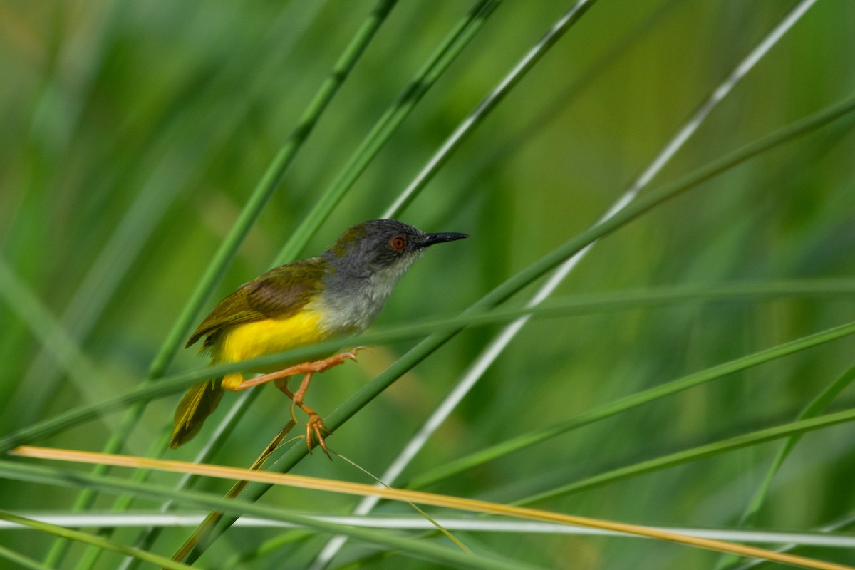 Yellow-bellied Prinia - ML472474911