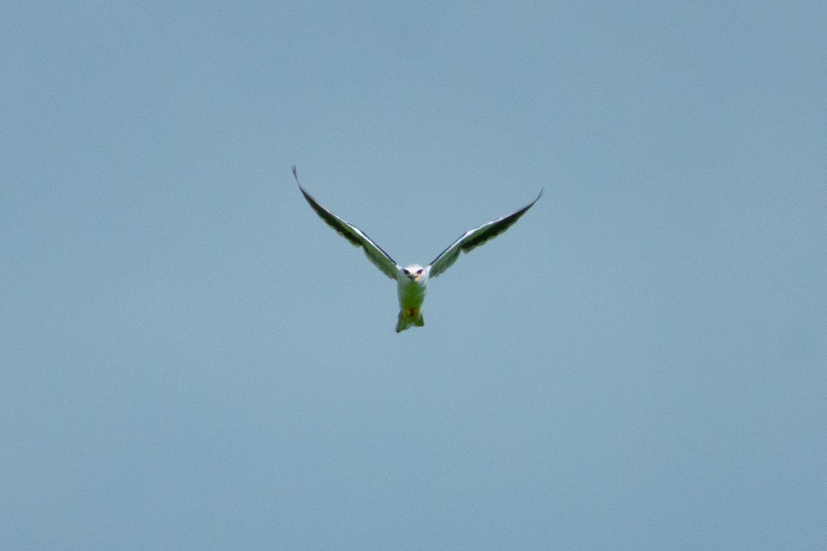 Black-winged Kite - ML472474931