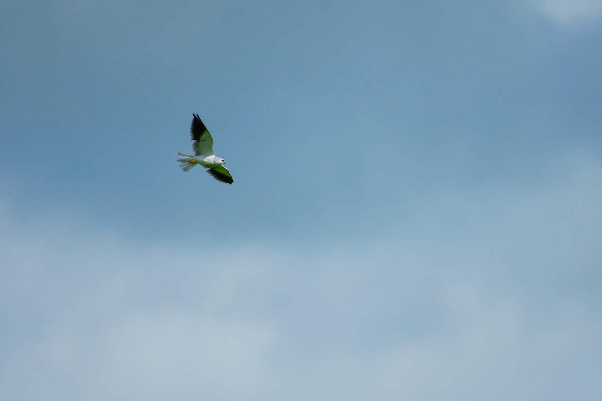 Black-winged Kite - ML472474971