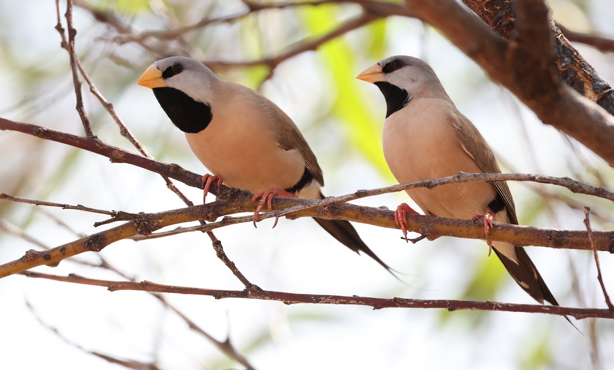 Long-tailed Finch - ML472476151