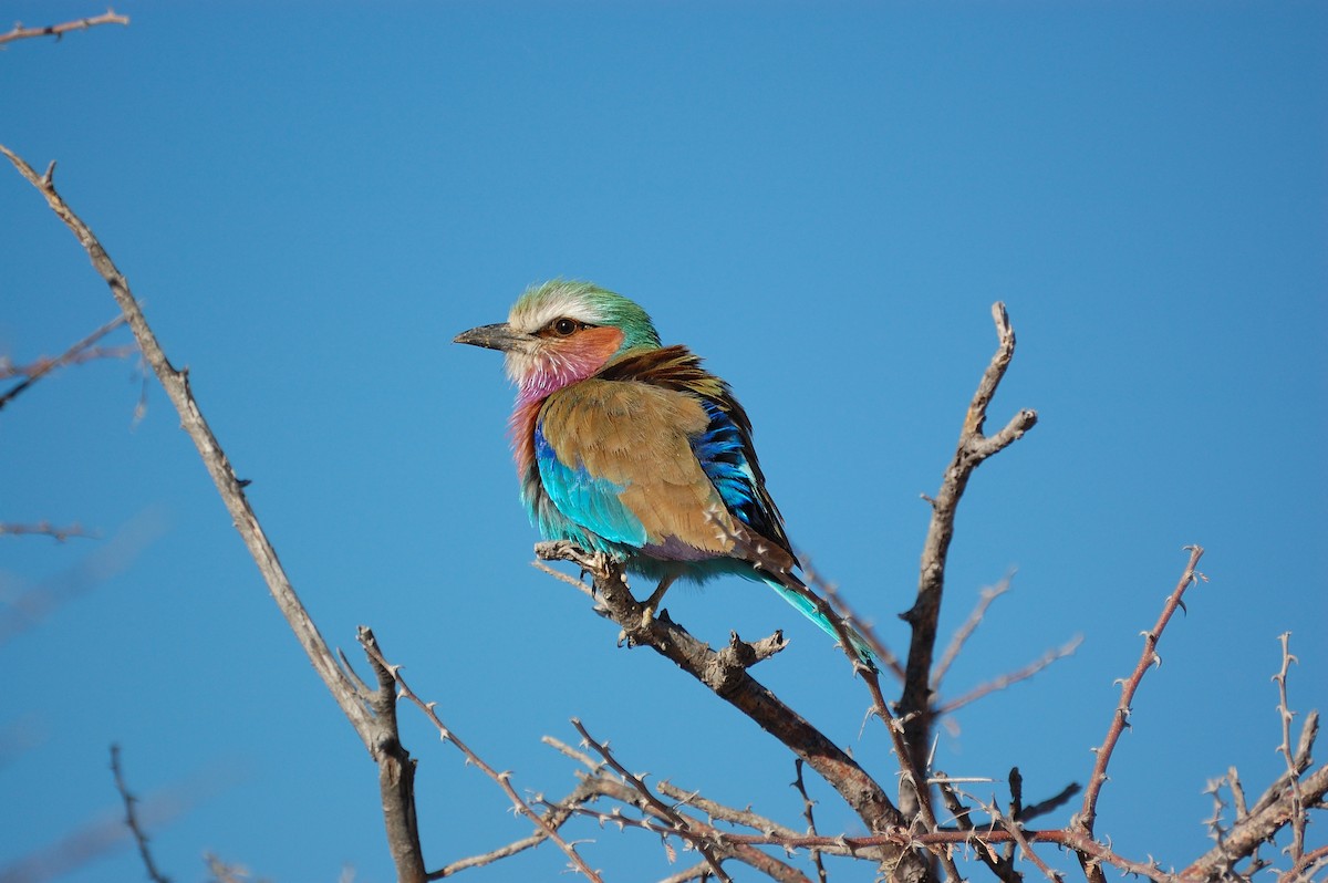 Lilac-breasted Roller - ML472478361