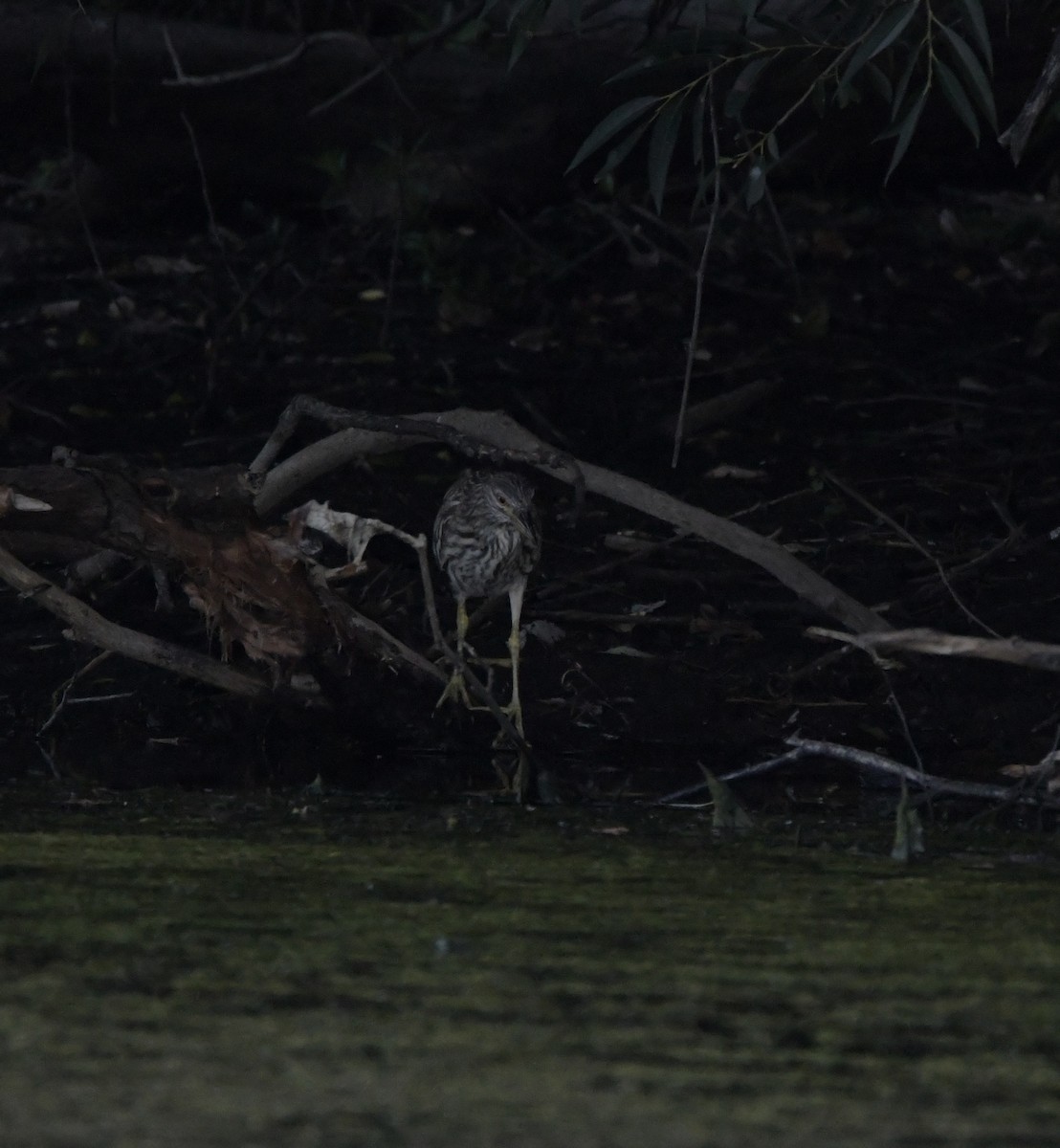 Black-crowned Night Heron - ML472478581