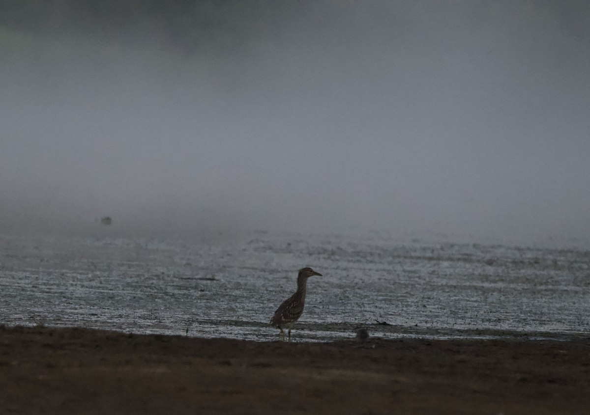 Black-crowned Night Heron - ML472478661