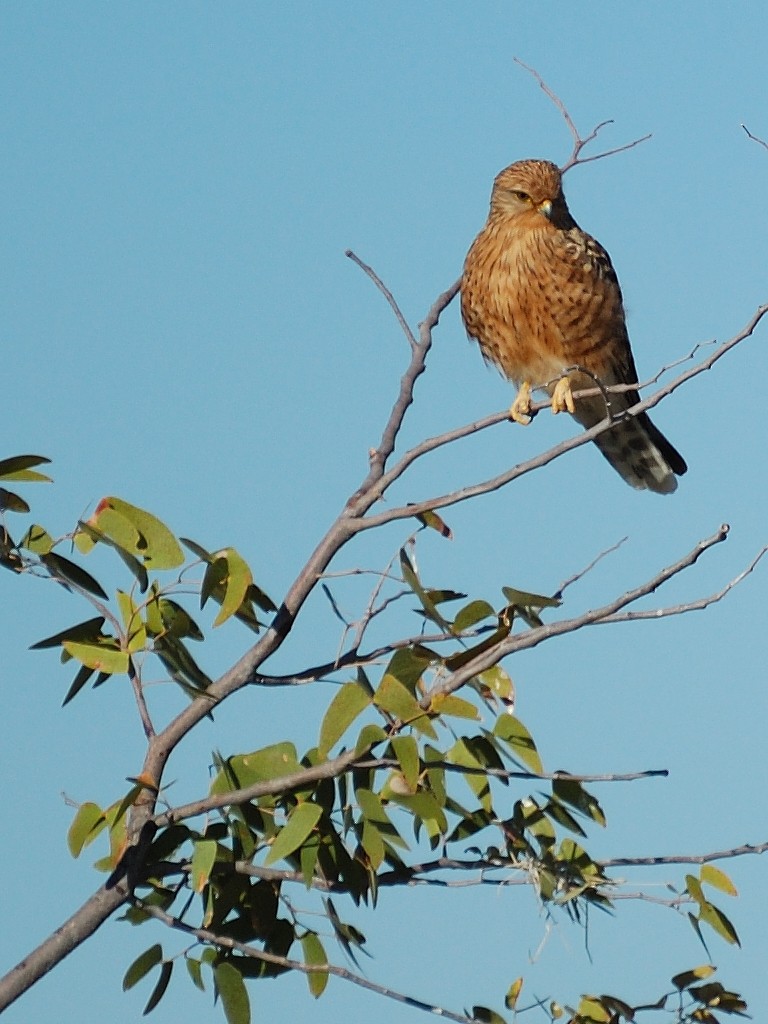 Greater Kestrel - ML472478681