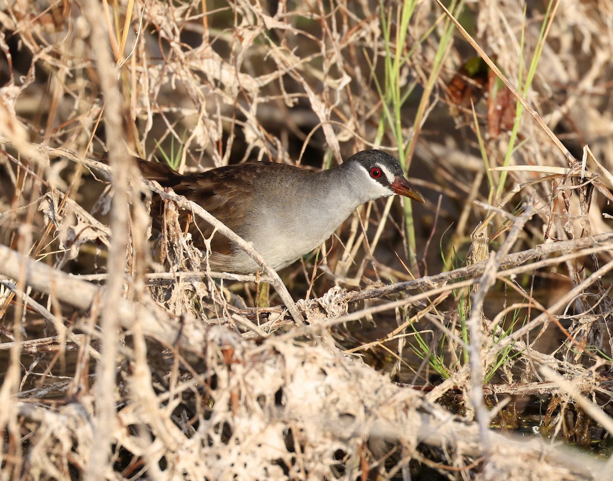 White-browed Crake - ML472479491