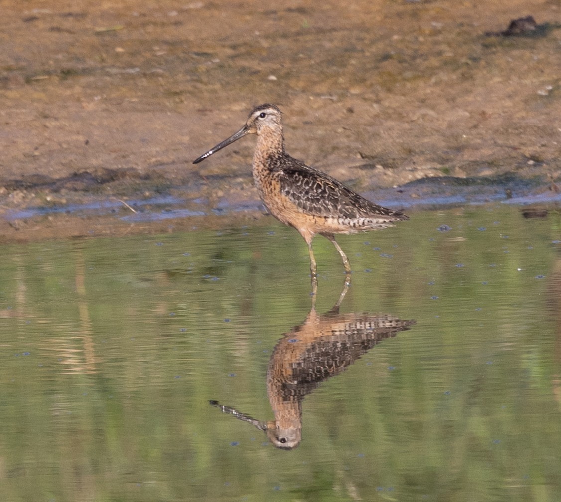 Long-billed Dowitcher - ML472479641