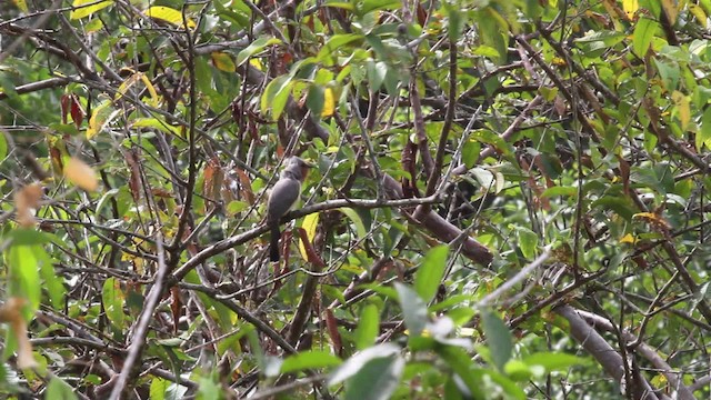 Dwarf Cuckoo - ML472480