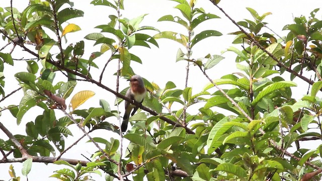 Dwarf Cuckoo - ML472481