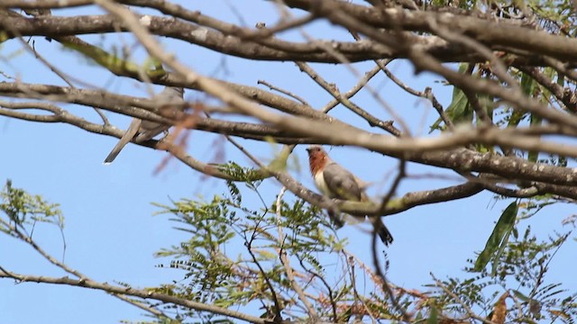 Dwarf Cuckoo - ML472482