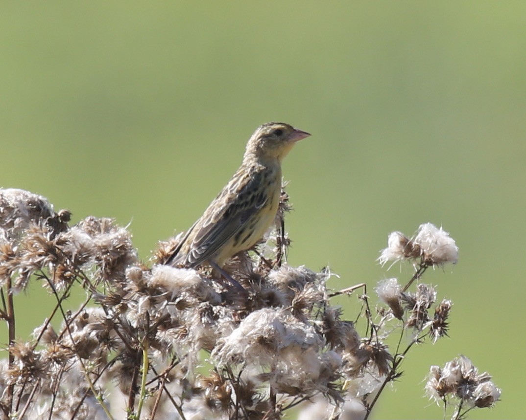 bobolink americký - ML472482241