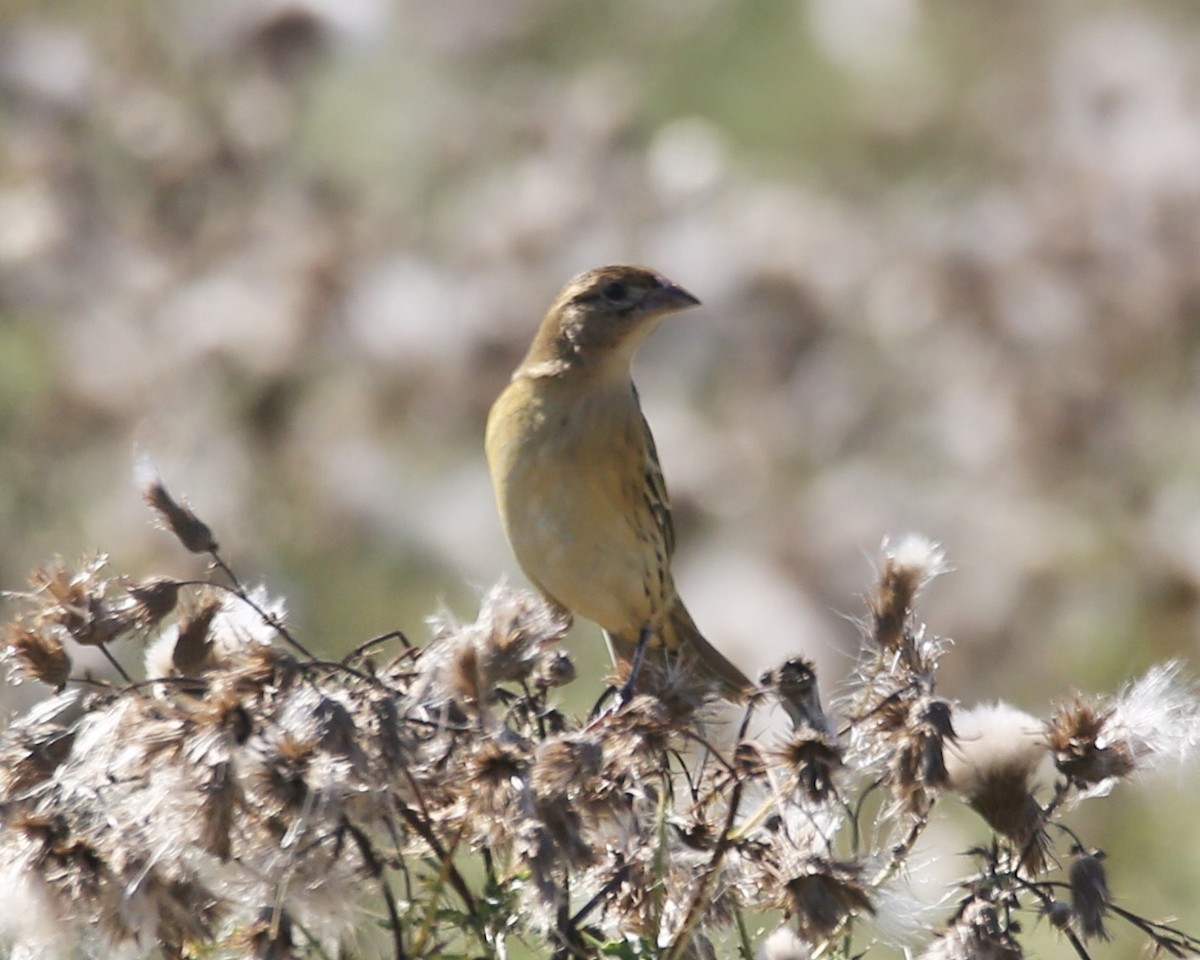 Bobolink - ML472482251