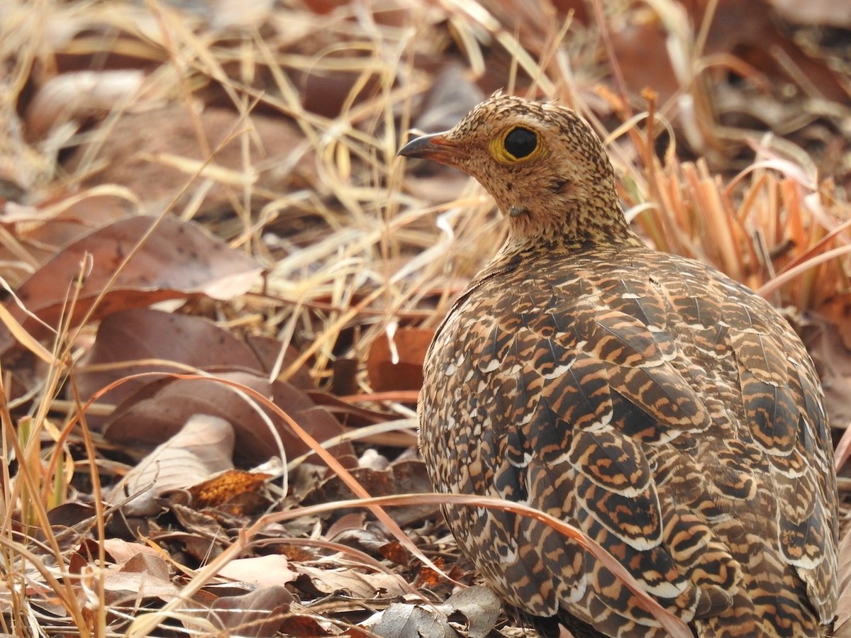 Double-banded Sandgrouse - ML472482601