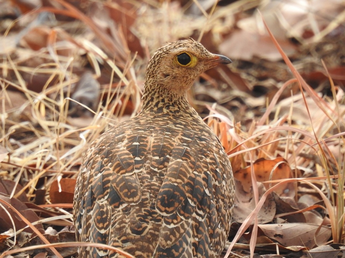 Double-banded Sandgrouse - ML472482651