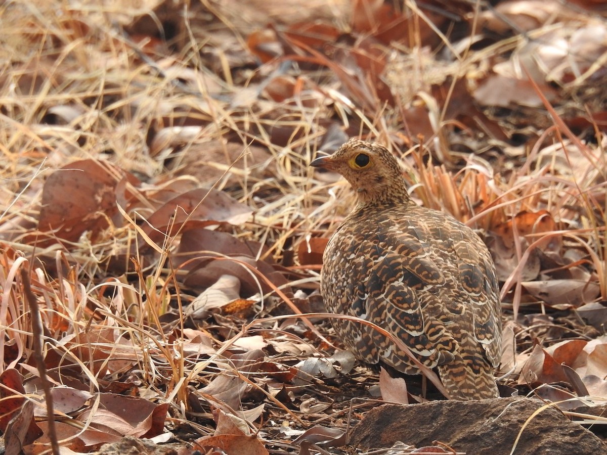 Double-banded Sandgrouse - ML472482751