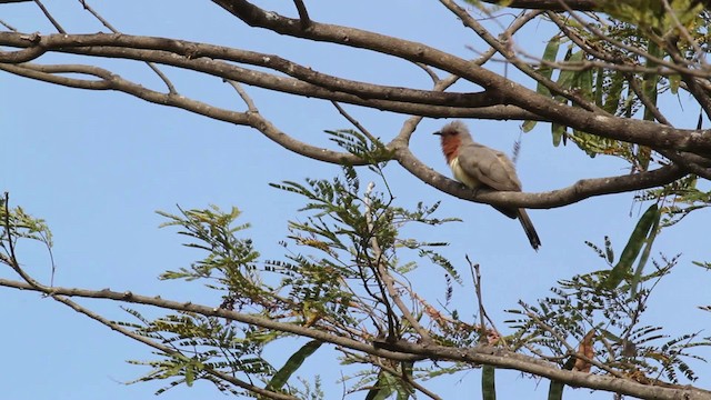 Dwarf Cuckoo - ML472483