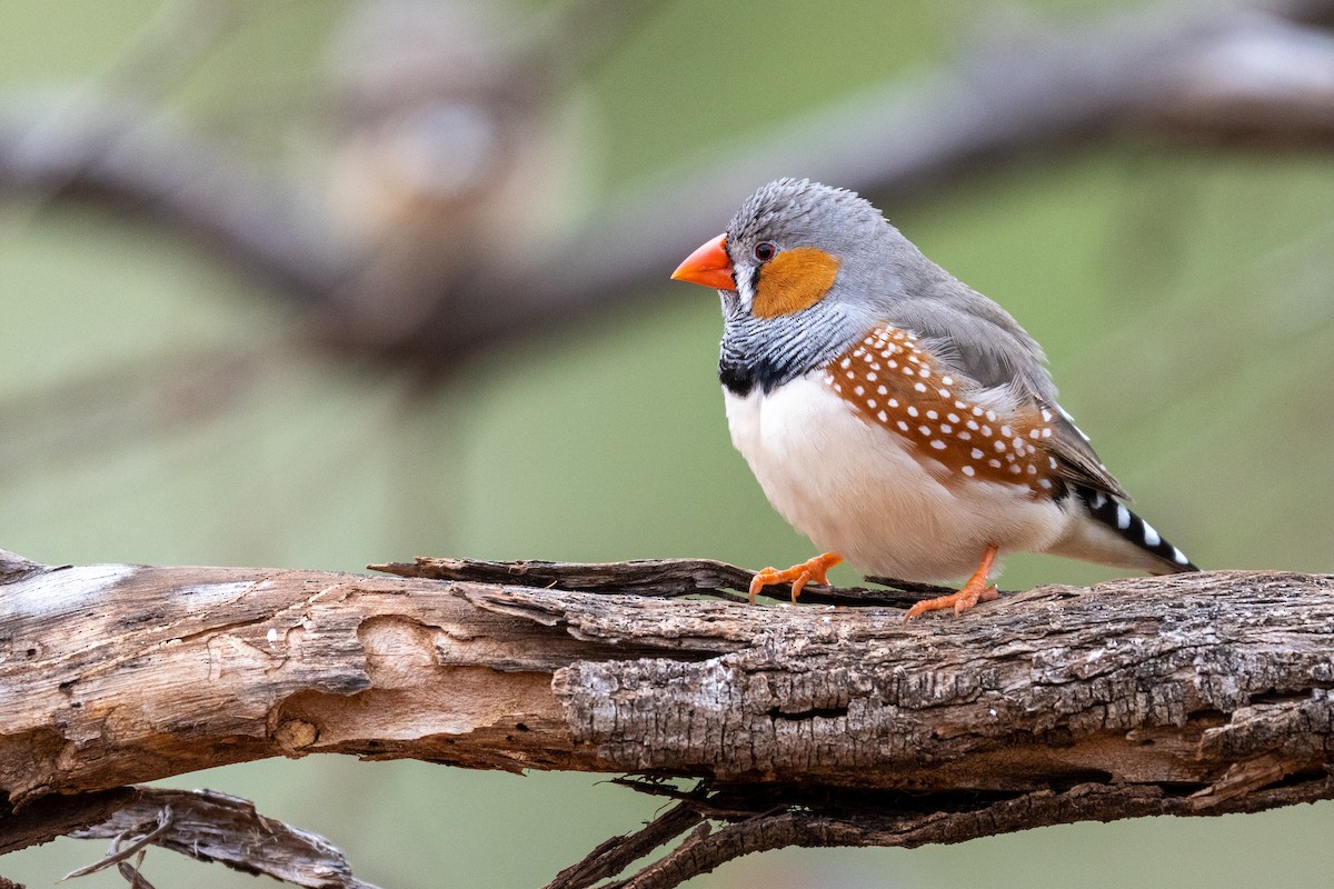 Zebra Finch - ML472483121