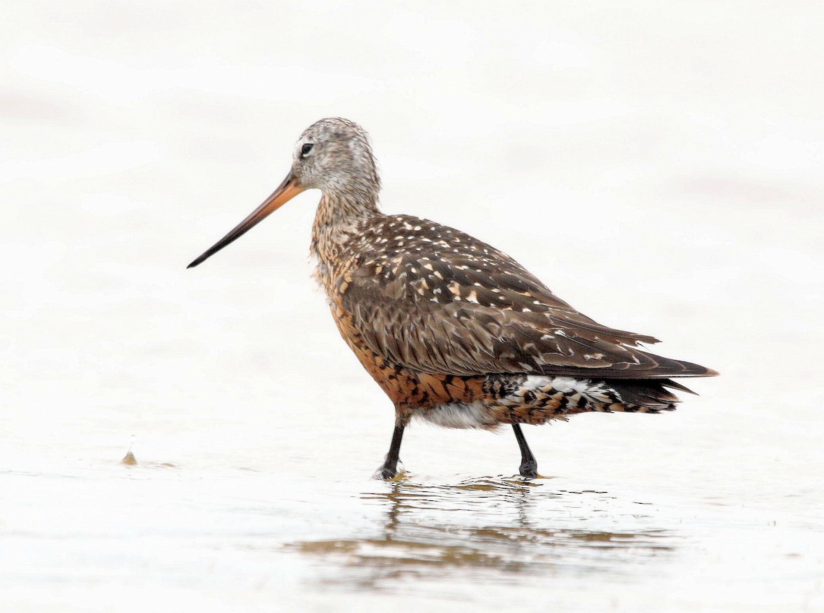 Hudsonian Godwit - ML472483491