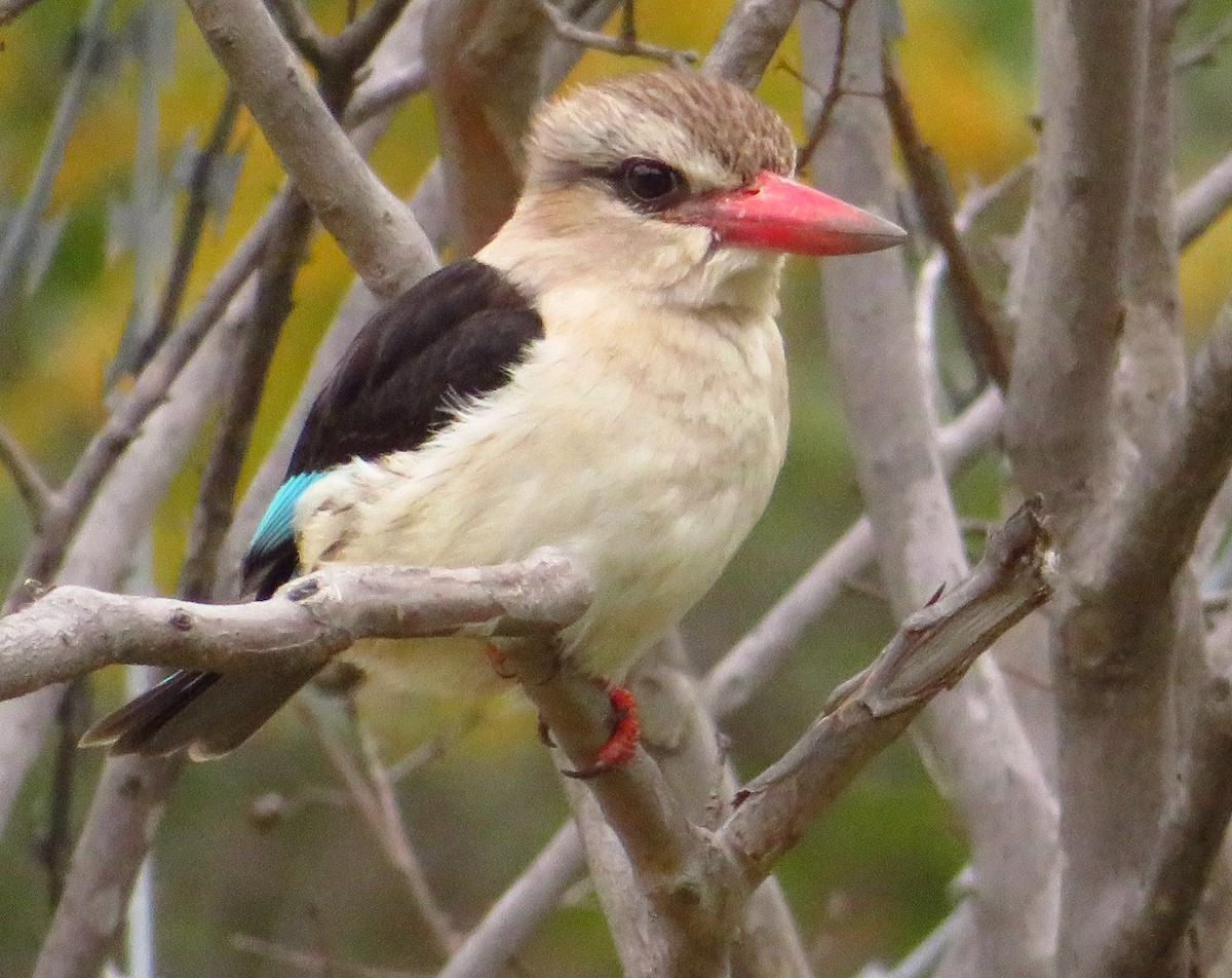 Brown-hooded Kingfisher - ML472483781