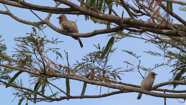 Dwarf Cuckoo - ML472484