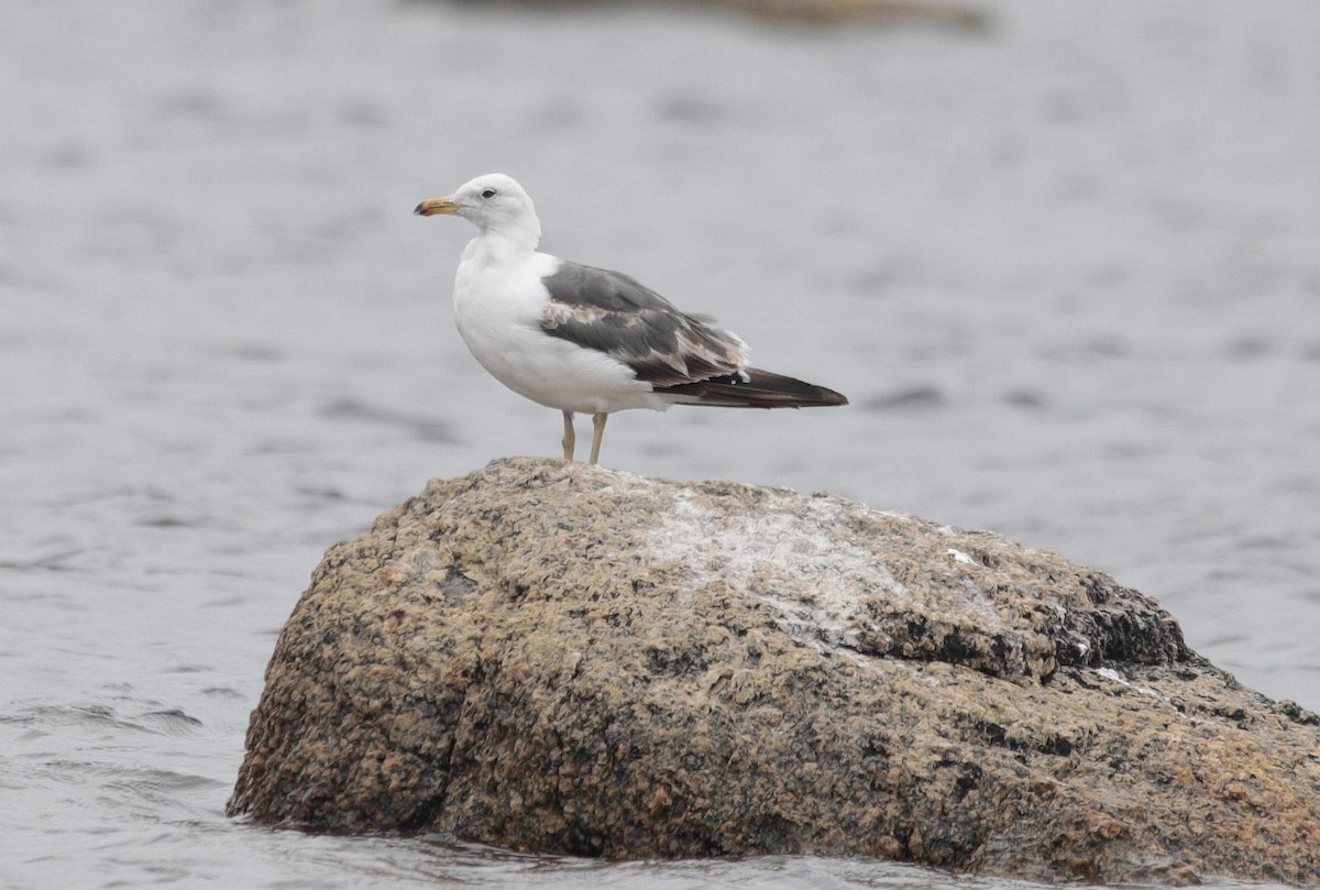 Lesser Black-backed Gull - ML472484361