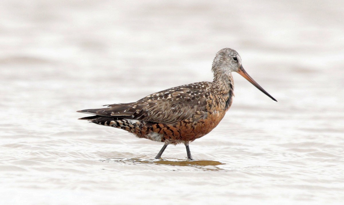 Hudsonian Godwit - ML472484681