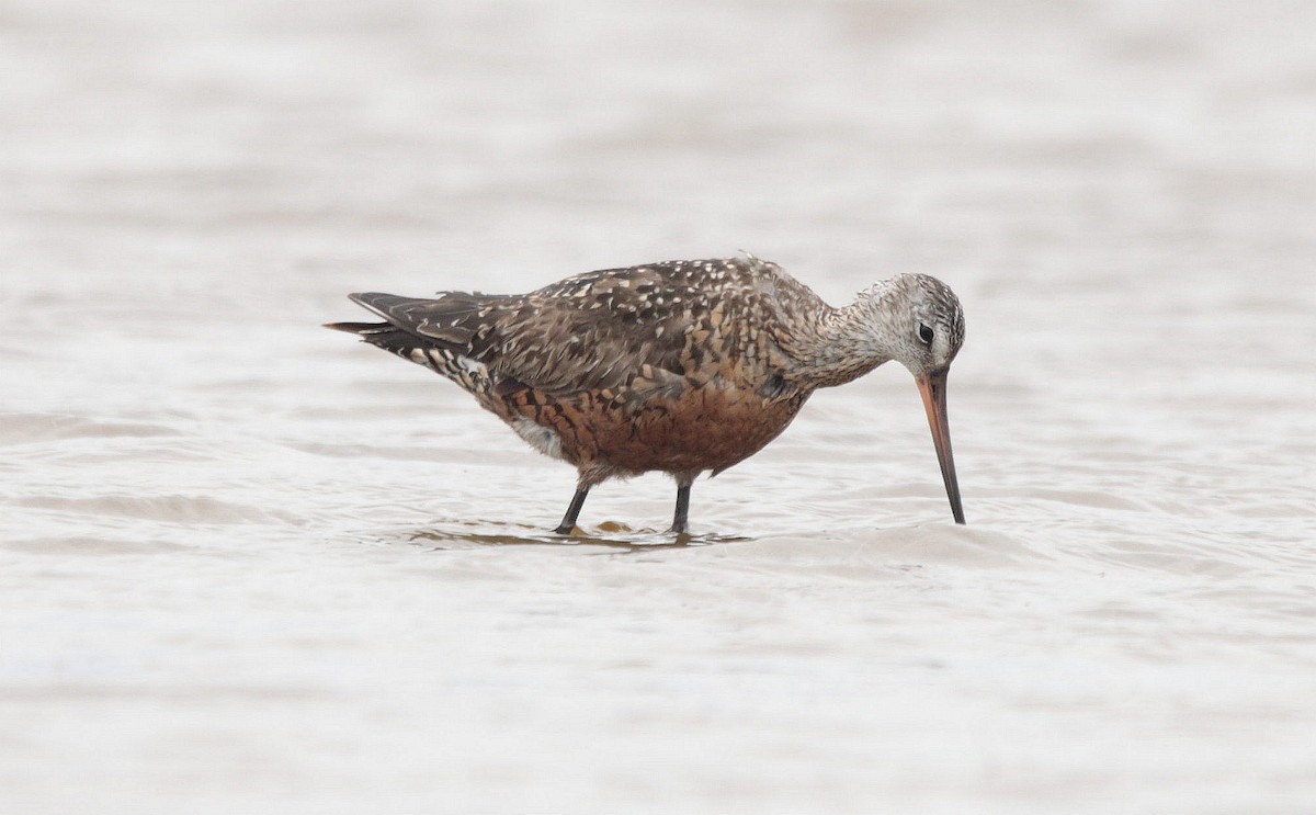 Hudsonian Godwit - ML472484941