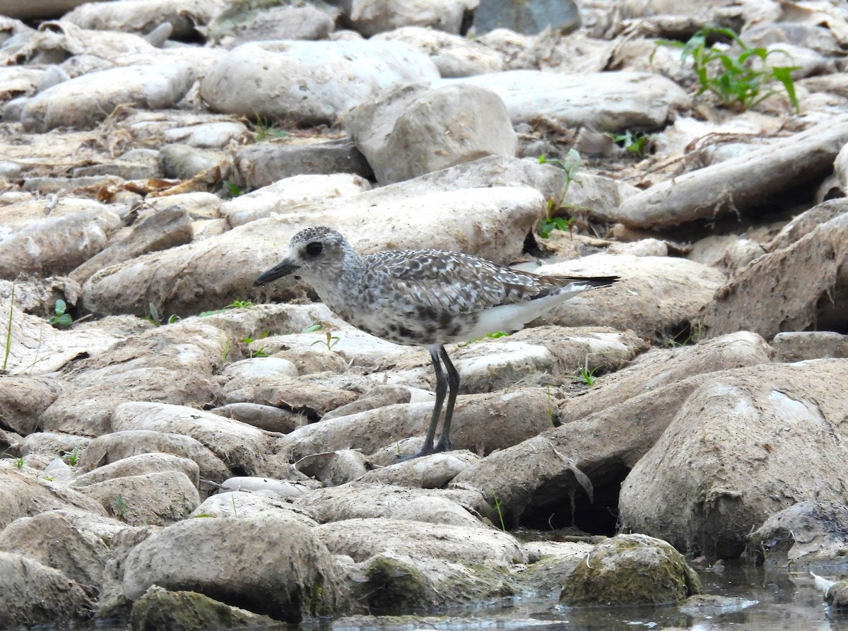 Black-bellied Plover - Markus Legzdins