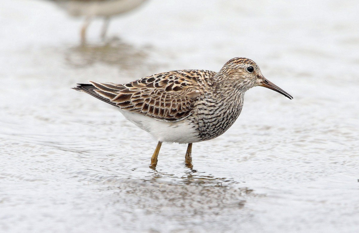 Pectoral Sandpiper - ML472485871