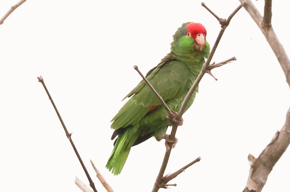 Red-crowned Parrot - ML472489291