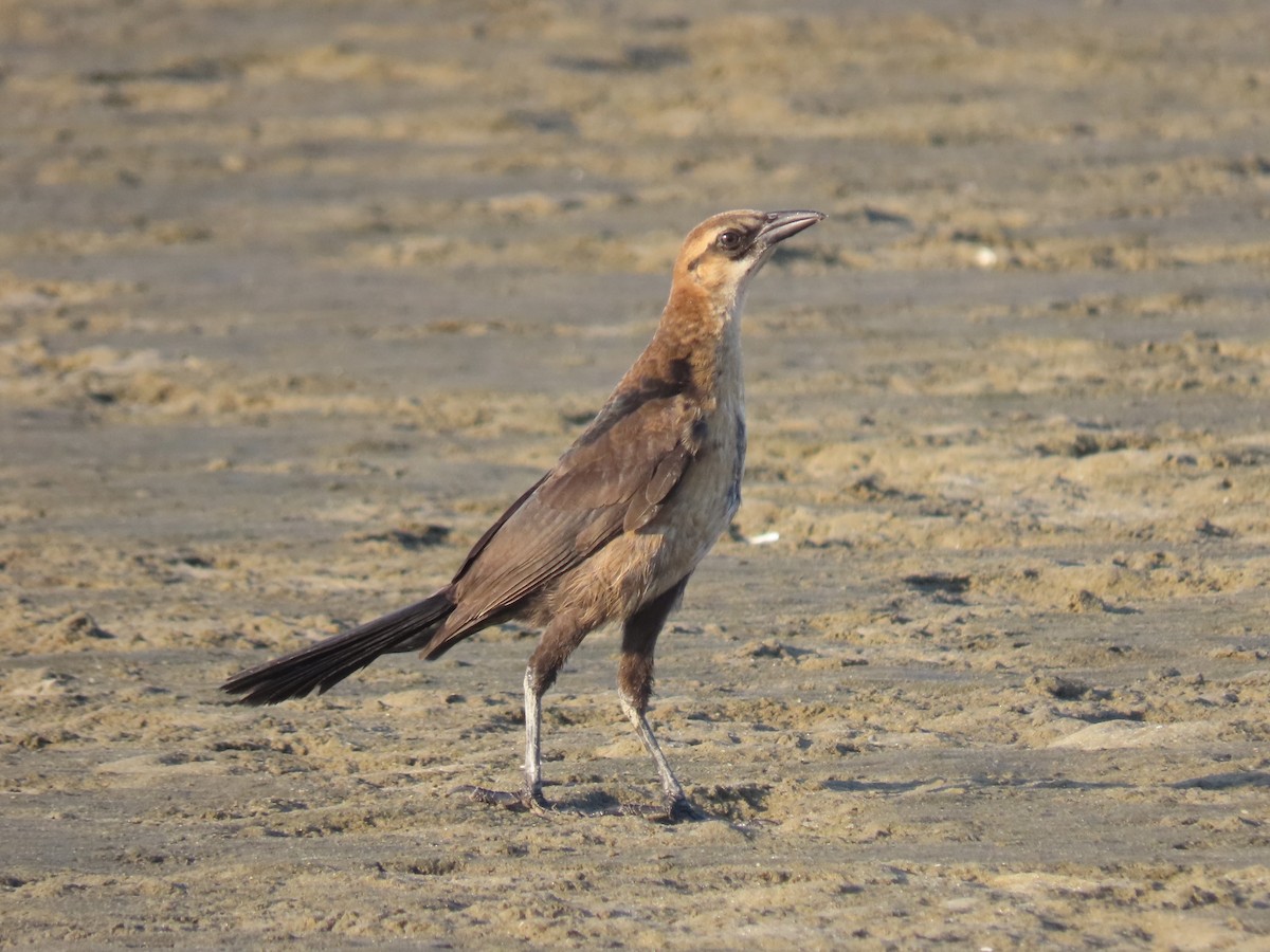 Boat-tailed Grackle - ML472490521