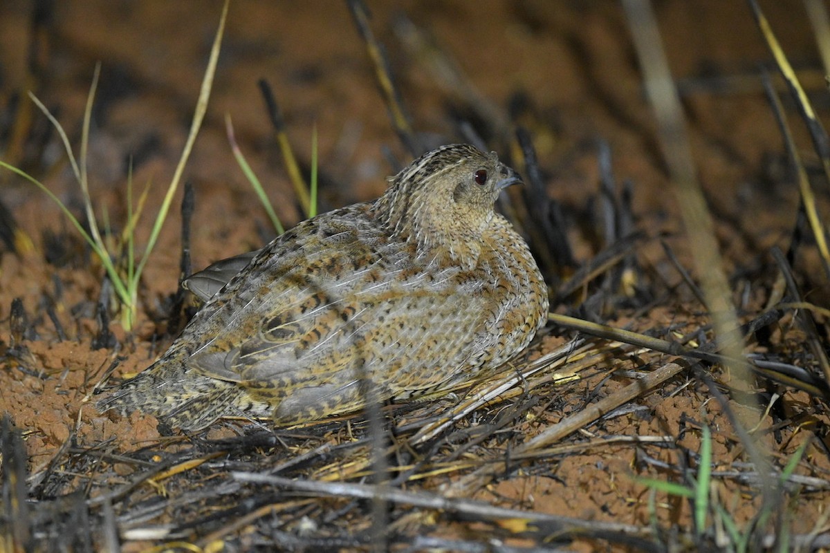 Brown Quail - ML472491691