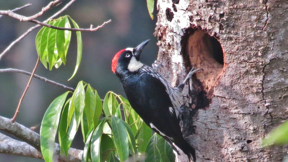 Acorn Woodpecker - ML47249191