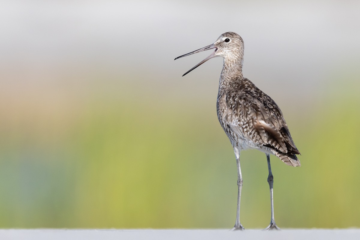 Willet - ML472492811