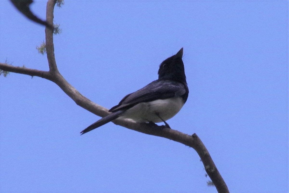 satengmonark - ML472493531