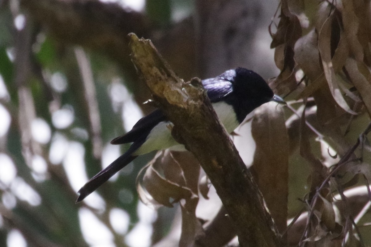 satengmonark - ML472493641