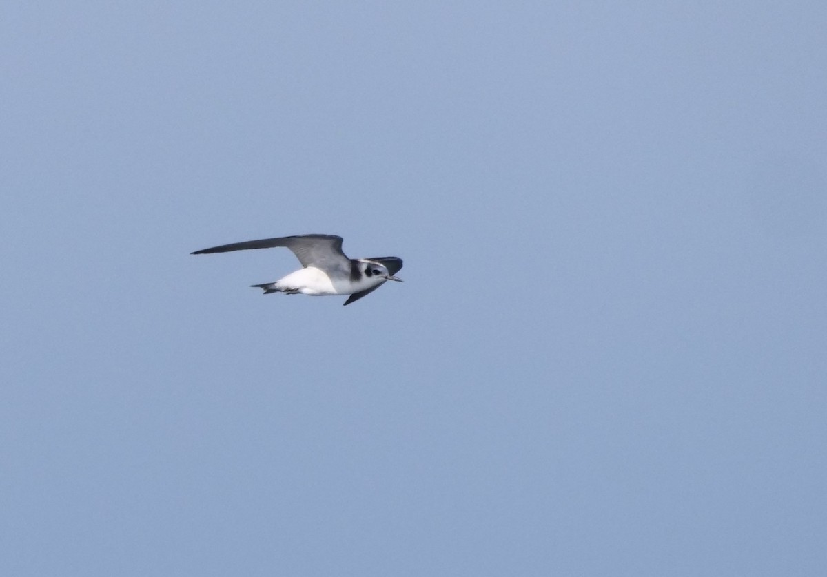 Black Tern - ML472494891