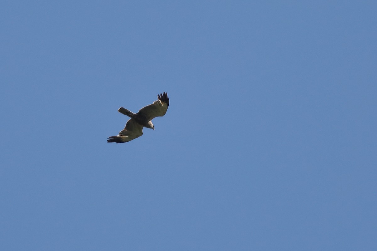 Western Marsh Harrier - ML472496041