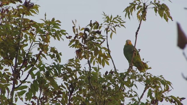 Amazona Alinaranja - ML472496661