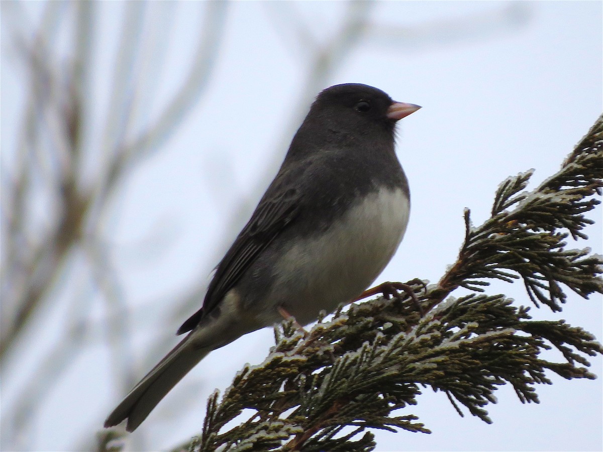 Юнко сірий (підвид hyemalis/carolinensis) - ML47249711