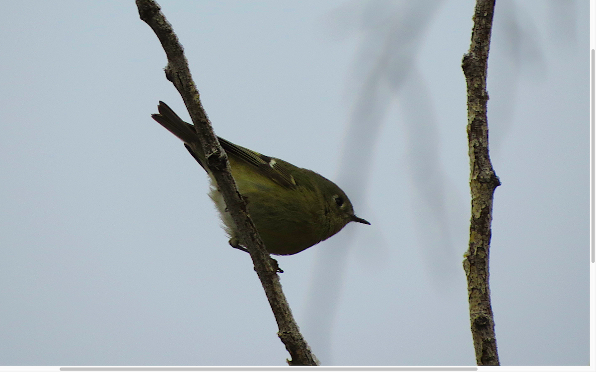 Ruby-crowned Kinglet - ML47249791