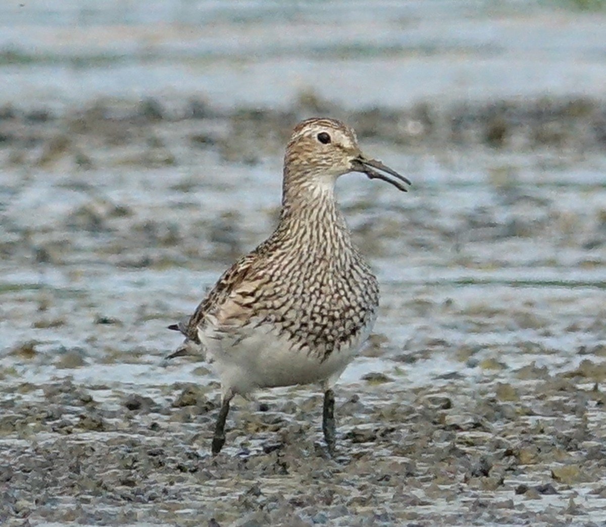 Pectoral Sandpiper - ML472499711