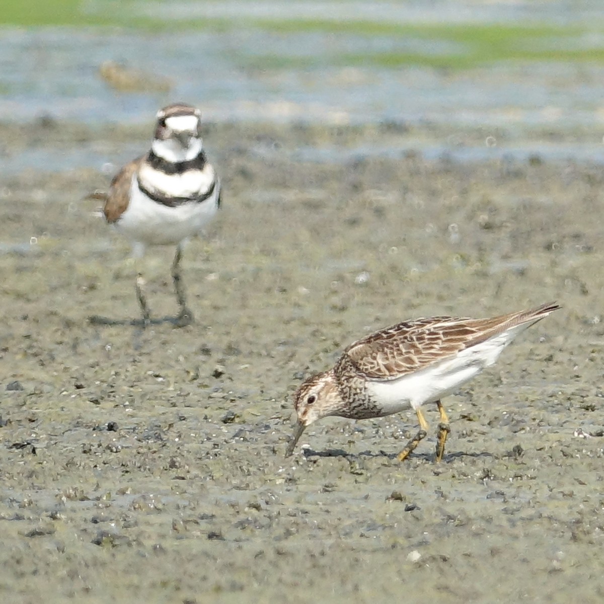 Pectoral Sandpiper - ML472499721