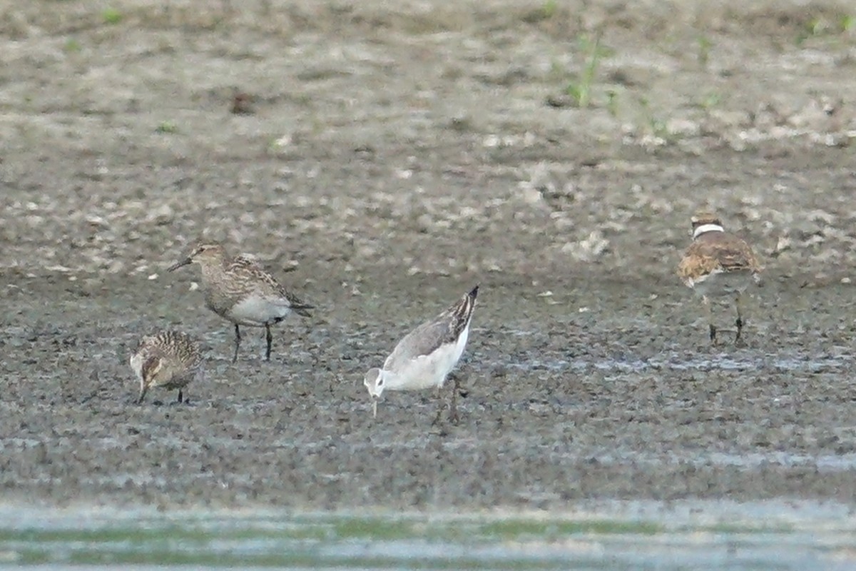 Falaropo Tricolor - ML472499781