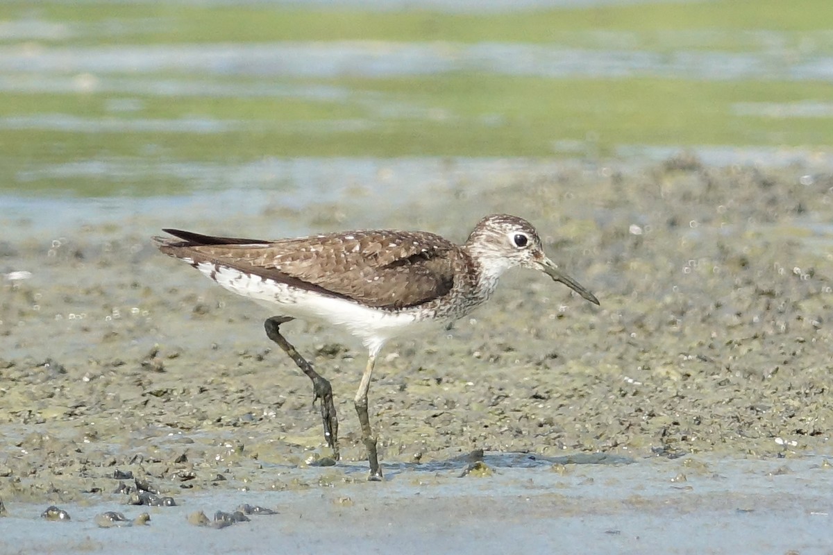 Solitary Sandpiper - Mark Haindfield