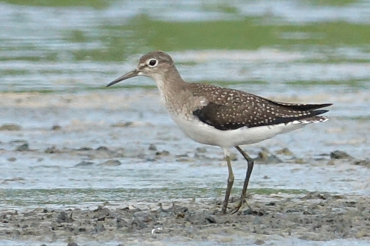 Solitary Sandpiper - ML472500031