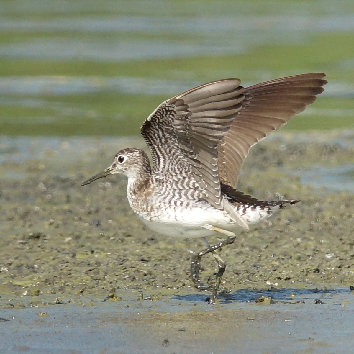 Solitary Sandpiper - ML472500071