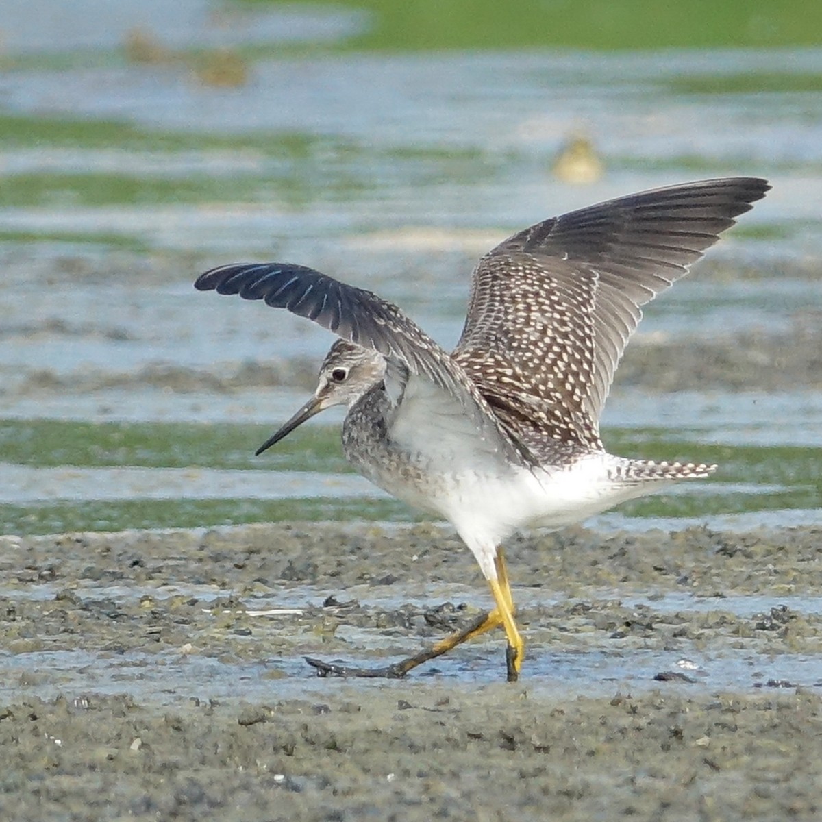 Lesser Yellowlegs - ML472500671