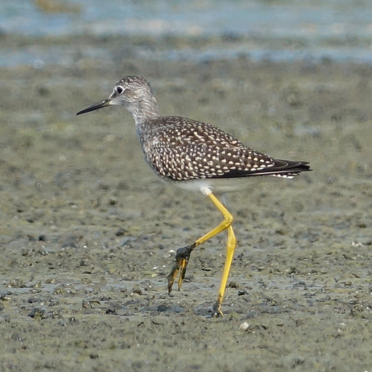 Lesser Yellowlegs - ML472500681