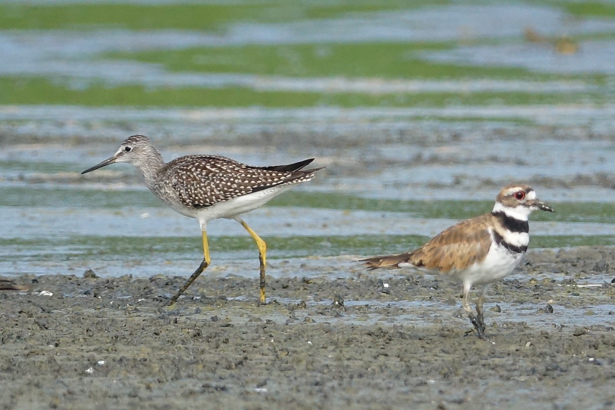 Lesser Yellowlegs - ML472500801